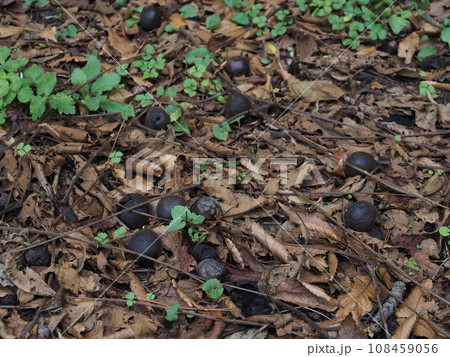 地面に落ちたクルミ　 108459056