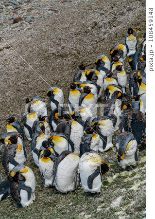 キングペンギン　サウスジョージア島　集団で換羽を待つ 108459148