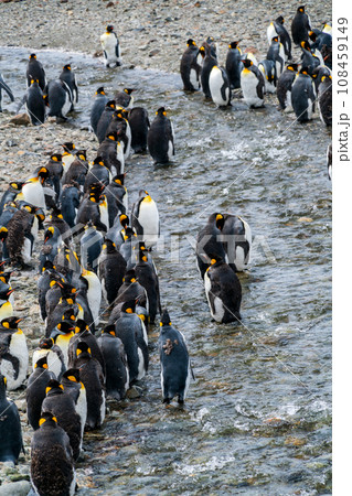 キングペンギン　サウスジョージア島　集団で換羽を待つ 108459149