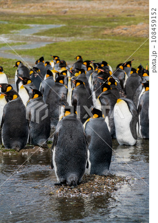 キングペンギン　サウスジョージア島　集団で換羽を待つ 108459152