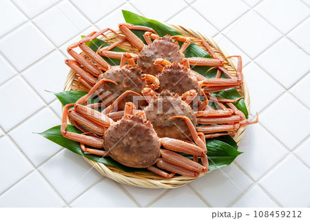 セコガニ　オオズワイガニ　メス 108459212