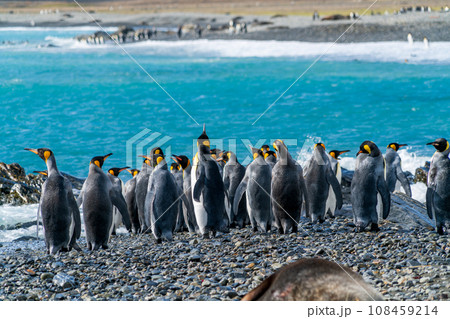 キングペンギン　サウスジョージア島 108459214