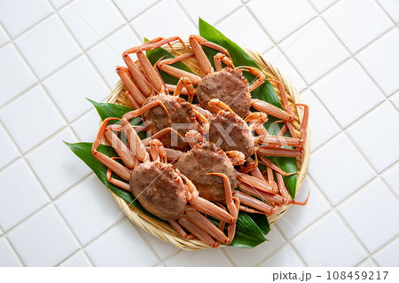 セコガニ　オオズワイガニ　メス 108459217