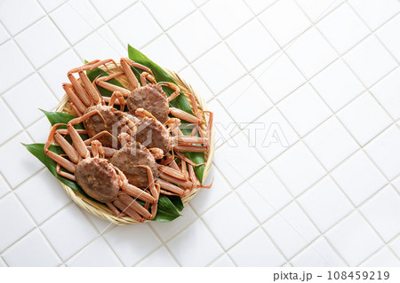 セコガニ　オオズワイガニ　メス 108459219