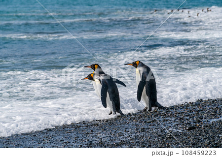 キングペンギン　サウスジョージア島 108459223