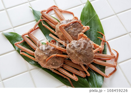 セコガニ　オオズワイガニ　メス 108459226