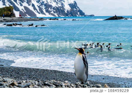 キングペンギン　サウスジョージア島 108459229