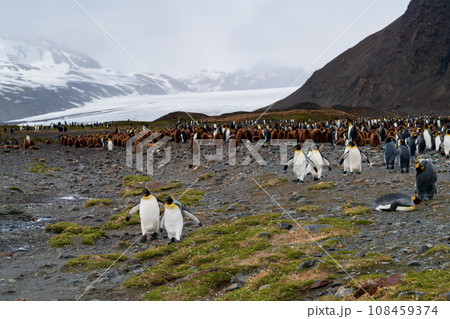 キングペンギンの集団コロニー　サウスジョージア島 108459374