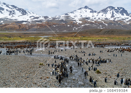 キングペンギン　サウスジョージア島 108459384