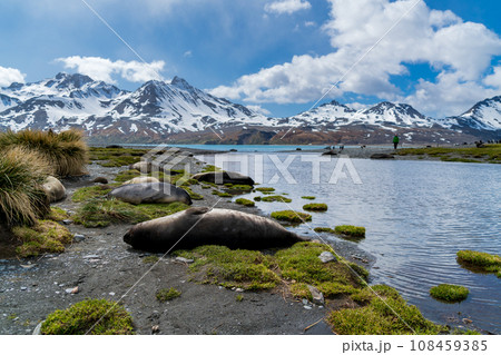 ミナミゾウアザラシ　サウスジョージア島 108459385