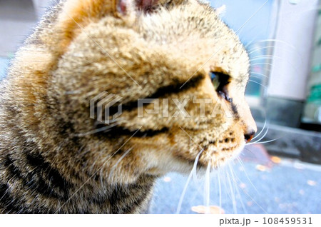 猫の横顔 猫の横顔 108459531