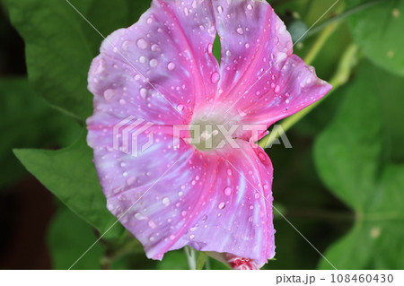 クローズアップ撮影したアサガオの花 108460430