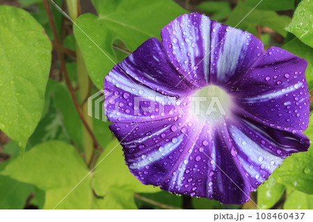 クローズアップ撮影したアサガオの花 108460437