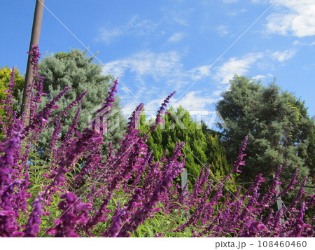 花期のの長い紫色の穂状の花はメキシカンセージの花 花期のの長い紫色の穂状の花はメキシカンセージの花 108460460