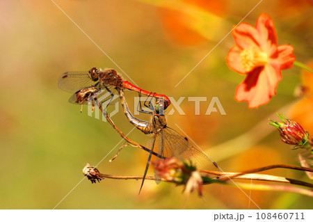 キバナコスモスの花畑と赤とんぼのカップル キバナコスモスの花畑と赤とんぼのカップル 108460711