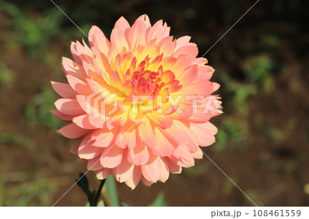 秋咲くダリアの花 108461559
