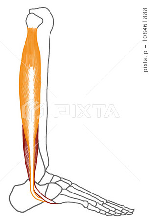 長腓骨筋・短腓骨筋イラスト 108461888