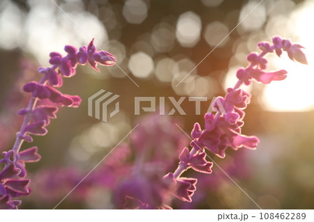 逆光で撮影した花 108462289
