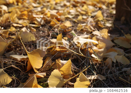 地面に落ちた銀杏の葉 地面に落ちた銀杏の葉 108462516