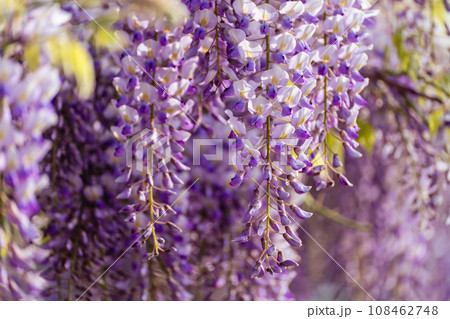 Blooming Wisteria Sinensis with scented classic purple flowersin full bloom in hanging racemes closeup. Garden with wisteria in spring Blooming Wisteria Sinensis with scented classic purple flowersin full bloom in hanging racemes closeup. Garden with wisteria in spring 108462748