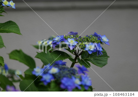 習志野台の六月 習志野台の六月 108463184