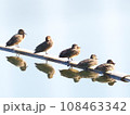 昼寝のカモ5羽 108463342