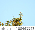 枝の上のモズ02 108463343