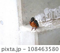 ブロックにとまるカワセミ 108463580