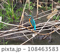 枝の上のカワセミ 108463583