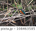 枝の上のカワセミ03 108463585