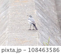 ハクセキレイの後姿 108463586