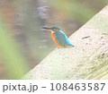 護岸で一休み　カワセミ 108463587
