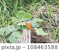 水辺のカワセミ 108463588