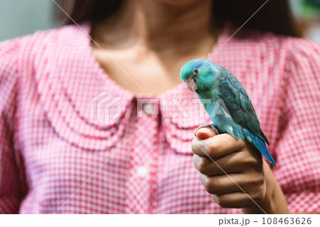 Forpus parrot bird on woman hand 108463626