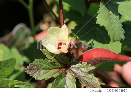 クローズアップ撮影した赤オクラの花 クローズアップ撮影した赤オクラの花 108463643