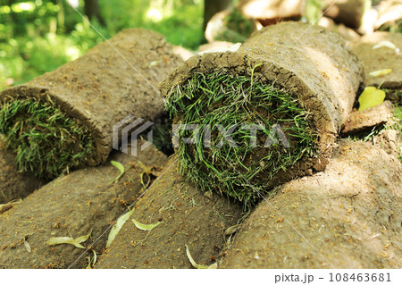 Closeup of carpet grass rugs outdoors with green and brown pattern. Lawn of green grass and soil is rolled into rolls, the turf in a stack is ready for greening. Closeup of carpet grass rugs outdoors with green and brown pattern. Lawn of green grass and soil is rolled into rolls, the turf in a stack is ready for greening. 108463681