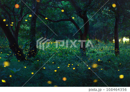 Bokeh light of firefly in forest 108464356