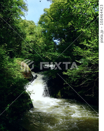 竜吟の森（岐阜県瑞浪市） 108464423