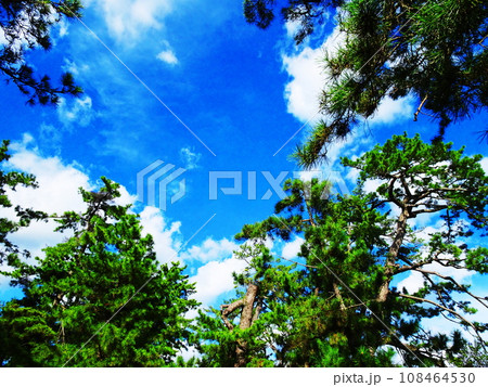 松林と空 108464530