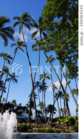 ハワイ　リゾートホテルのヤシの木 108464545
