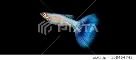 Albino coral blue tail guppy 108464748