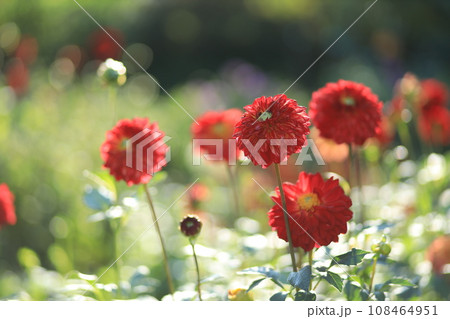 町田ダリア園　ダリアの花 108464951