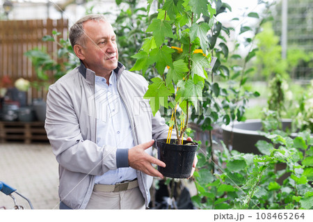 Middle aged man shopping in garden center 108465264