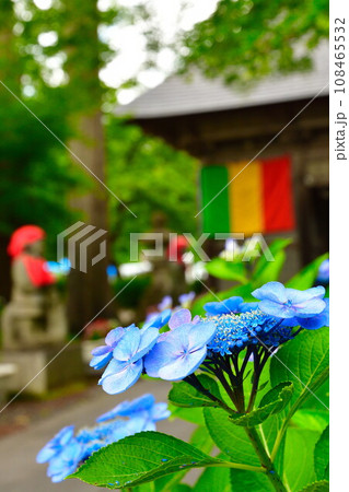 鳥追観音 アジサイ(福島県) 鳥追観音 アジサイ(福島県) 108465532