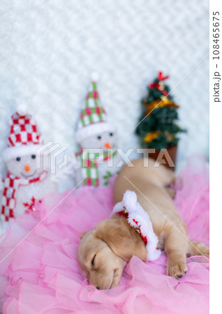 クリスマスのコスプレをした仔犬 カニンヘンダックスフンド クリスマスのコスプレをした仔犬 カニンヘンダックスフンド 108465675