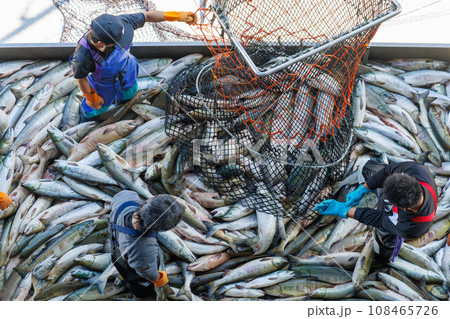 【北海道】北海道ウトロ漁港 秋鮭の水揚げ 108465726
