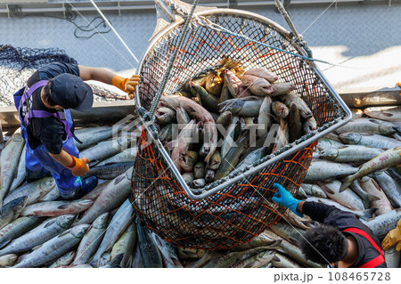 【北海道】北海道ウトロ漁港 秋鮭の水揚げ 108465728