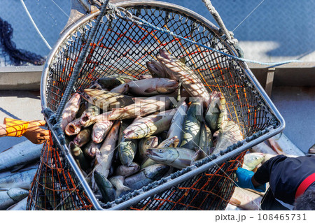 【北海道】北海道ウトロ漁港 秋鮭の水揚げ 108465731