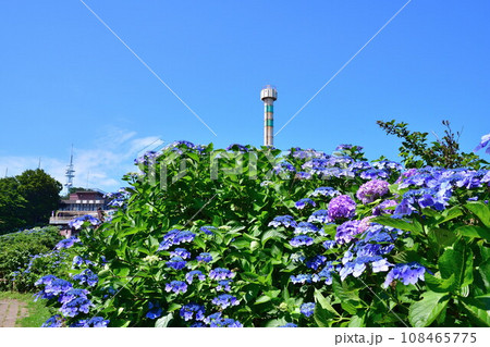 弥彦パノラマタワーとアジサイ（新潟県） 108465775