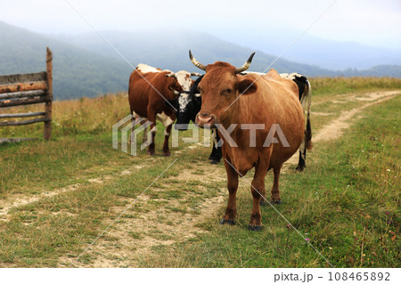 autumn cloudy landscape with herd cows grazing on fresh green mountain pastures on background. Cattle grazing in the field. red cow is looking in camera. calendar for 2021. year of the bull 108465892